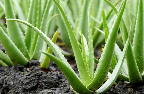 Planta de aloe vera