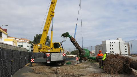 traslado de los árboles en grúa