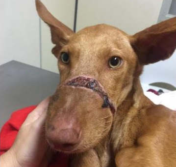 Fotos: Leales.org Perro herido