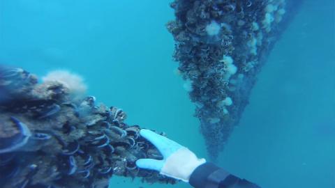 Algas marinas