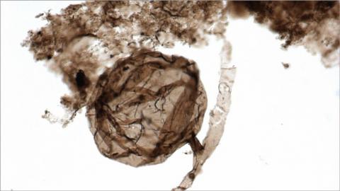 Fósil del hongo multicelular 'Ourasphaira giraldae'