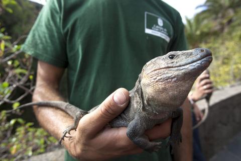 Ejemplar de lagarto gigante de El Hierro