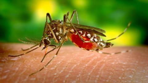 Mosquito transmisor del Dengue Mosquito transmisor del Dengue