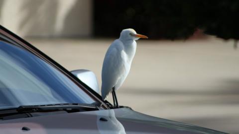 Imagen ilustrativa Pájaro sobre un coche