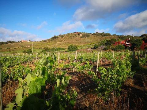 Bodega San Juan - Finca El Mocanal bodega San Juan - Finca El Mocanal