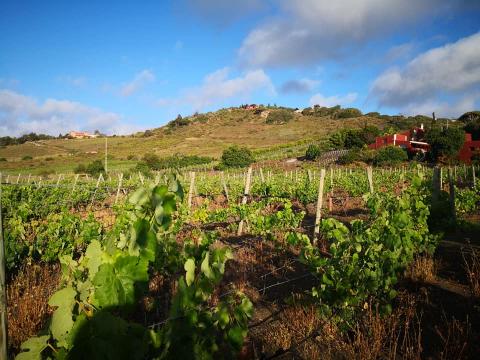 bodega San Juan - Finca El Mocanal