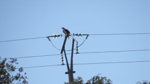 Ave en tendido eléctrico