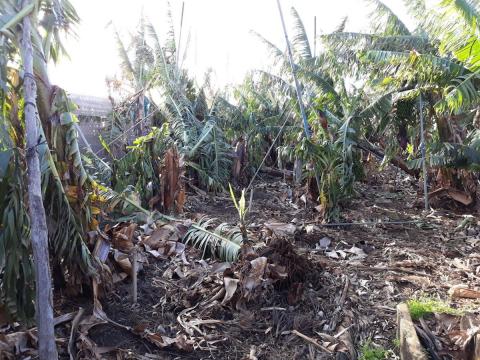 Efectos del temporal en la agricultura en Canarias