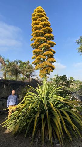 Agave caribeño gigante del Jardín Botánico florece