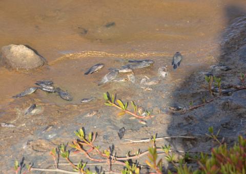 Peces muertos en la Charca de Maspalomas Peces muertos en la Charca de Maspalomas