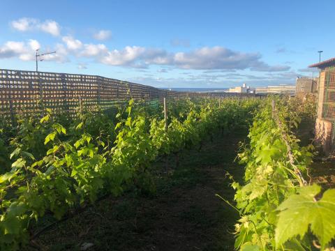 Vinos de Gran Canaria