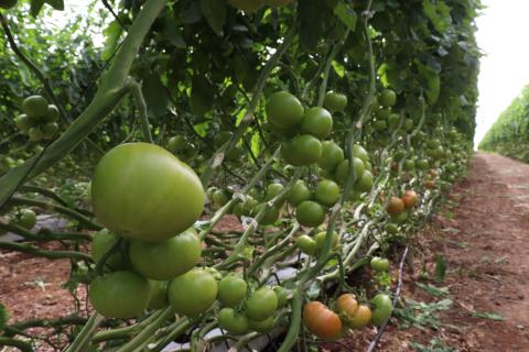 Producción de tomates tomateras