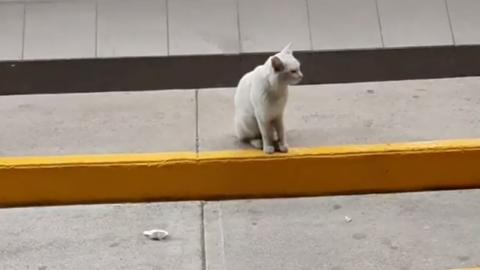 Un gato callejero entra con una mujer en un supermercado y le señala su comida favorita Gato callejero
