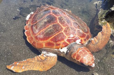 Tortuga rescatada. Gran Canraia Tortuga rescatada. Gran Canraia
