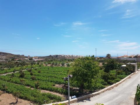 Agricultura. Telde