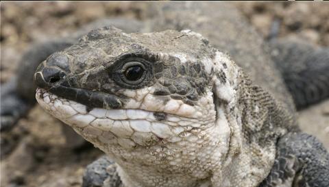 Lagarto gigante de La Gomera Lagarto gigante de La Gomera
