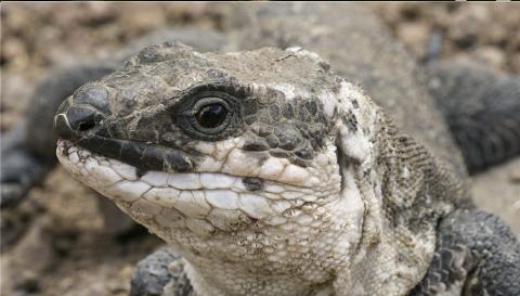 Lagarto gigante de La Gomera