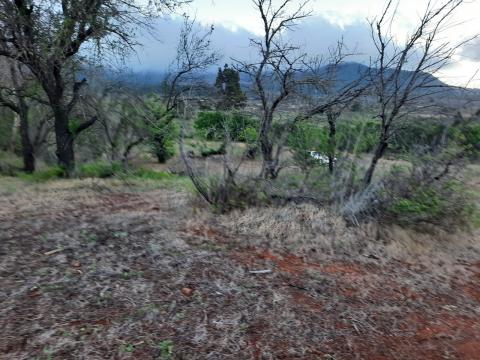 Hacienda El Pino. Almendros. El Paso. La Palma