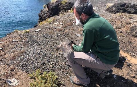 Fauna silvestre. Canarias Fauna silvestre. Canarias