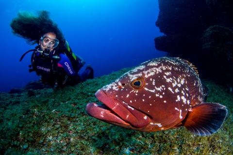 El Hierro conmemora el Día Mundial de Los Océanos 2020