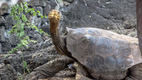 Diego, tortuga que ayudó a evitar la extinción de su especie