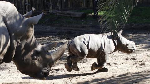 Anastasio, primer rinoceronte blanco nacido en América Latina