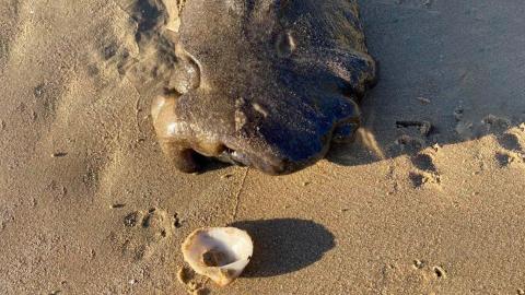 La extraño animal en la playa de Hervey Bay. Australia