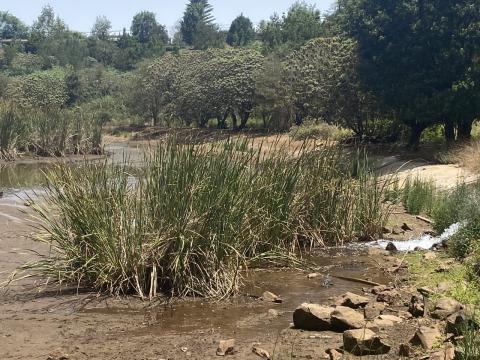 Charca de La Laguna. Valleseco