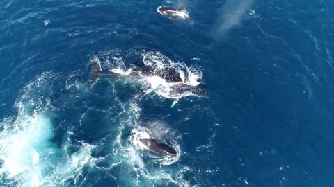 Imagen ilustrativa Ballenas