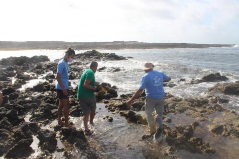  El Cabildo de Fuerteventura libera un ejemplar recuperado de tortuga boba