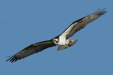 Águila pescadora