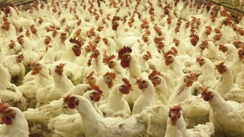 Imagen ilustrativa Gallinas
