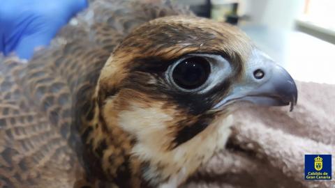 Halcón Tagarote recuperado. Gran Canaria