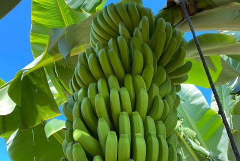 Plátano ecológico de Canarias