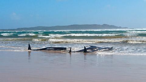 Ballenas varadas en las costas de Tasmania. Australia