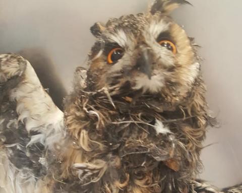 Búho herido en el Centro de Recuperación de Fauna Silvestre de Tafira. Gran Canaria Búho herido en el Centro de Recuperación de Fauna Silvestre de Tafira. Gran Canaria