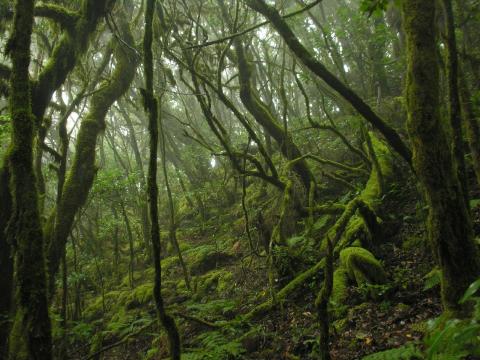 Parque Nacional de Garajonay. La Gomera