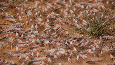 Plaga de langosta. África Oriental Plaga de langosta. África Oriental