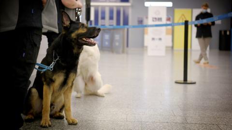 Perros detectan infectados por coronavirus en el aeropuerto de Helsinki, Finlandia Perros detectan infectados por coronavirus en el aeropuerto de Helsinki, Finlandia