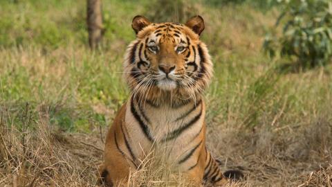 Imagen ilustrativa Tigre