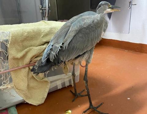 Garza real atendida en el Centro de Recuperación de Fauna Silvestre de Tafira. Gran Canaria Garza real
