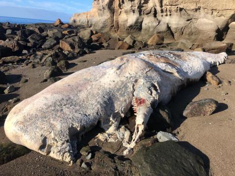 Cachalote muerto que varó en la playa Medio Almud en Mogán. Gran Canaria Cachalote muerto que varó en la playa Medio Almud en Mogán. Gran Canaria