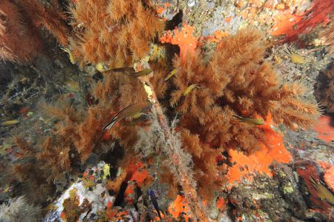 Bosques de coral negro de Gran Canaria / Fernando Espino del IU-ECOAQUA Bosques de coral negro de Gran Canaria / Fernando Espino del IU-ECOAQUA