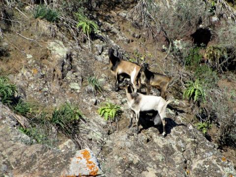 Cabras en las cumbres de Canarias