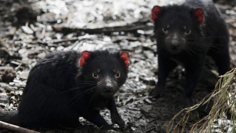 Demonios de Tasmania. Australia