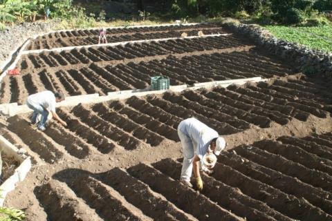 La Gomera. Agricultura
