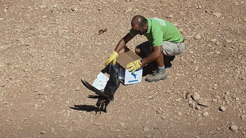 El Cabildo de Fuerteventura libera al halcón de Eleonor tras su recuperación