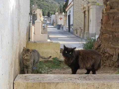 Gatos callejeros