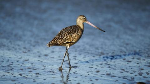 Limosa