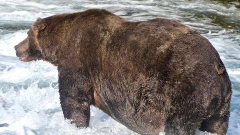 El oso 747 en el Parque Nacional de Katmai en Alaska, EEUU El oso 747 en el Parque Nacional de Katmai en Alaska, EEUU